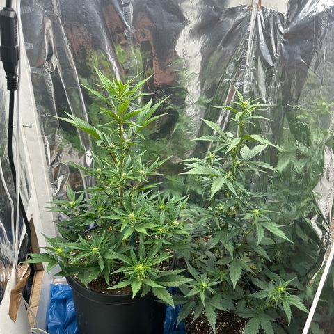 Mix Pack Auto RF3 growlog timeline photo