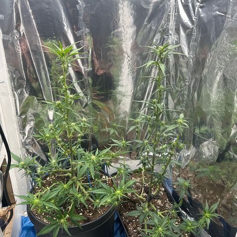 Mix Pack Auto RF3 growlog timeline photo