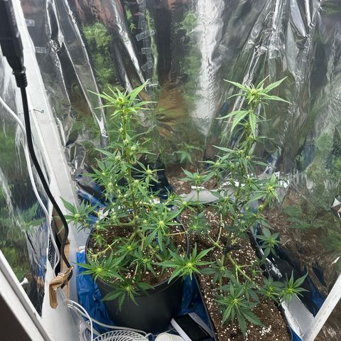 Mix Pack Auto RF3 growlog timeline photo