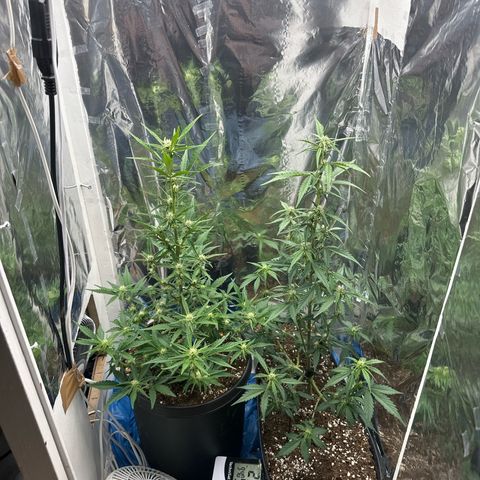 Mix Pack Auto RF3 growlog timeline photo