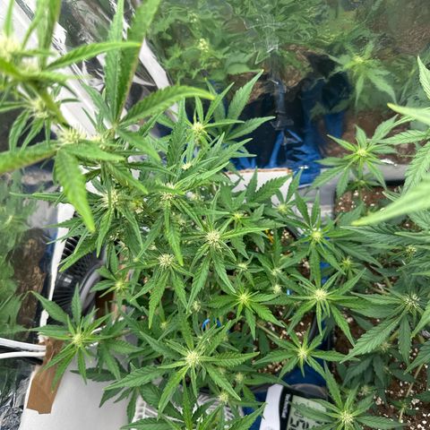 Mix Pack Auto RF3 growlog timeline photo