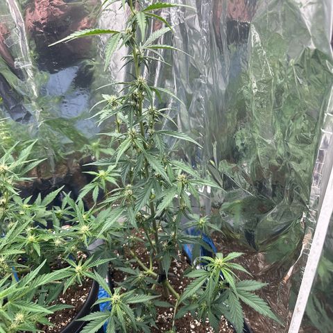 Mix Pack Auto RF3 growlog timeline photo