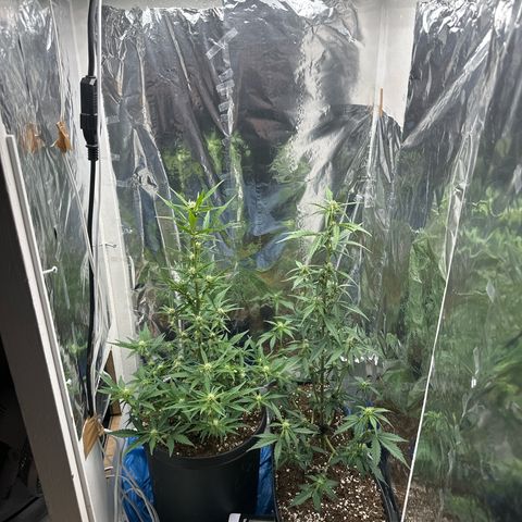 Mix Pack Auto RF3 growlog timeline photo