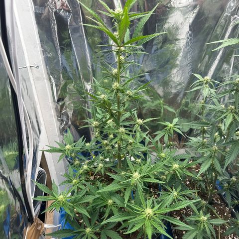 Mix Pack Auto RF3 growlog timeline photo