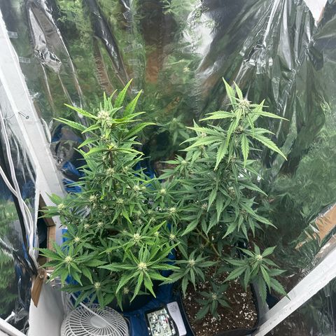 Mix Pack Auto RF3 growlog timeline photo