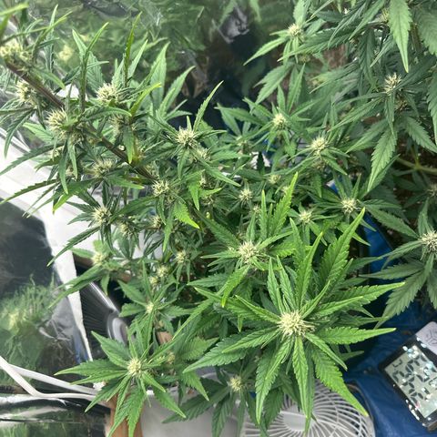 Mix Pack Auto RF3 growlog timeline photo