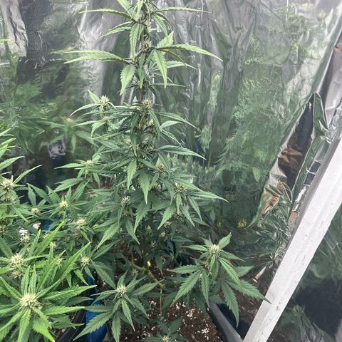 Mix Pack Auto RF3 growlog timeline photo