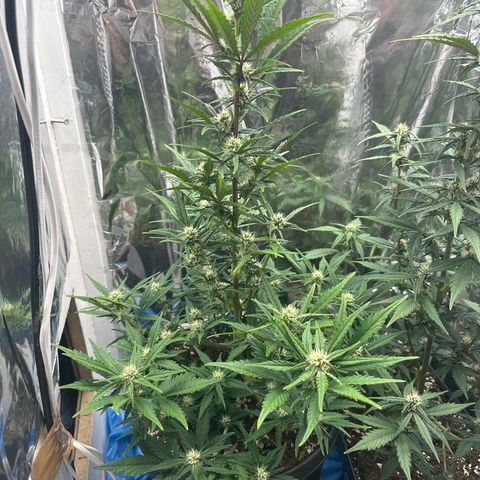 Mix Pack Auto RF3 growlog timeline photo