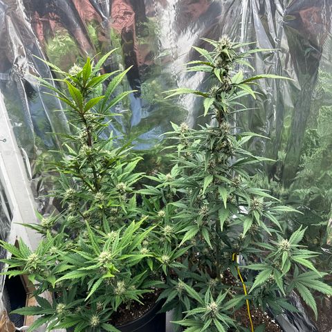 Mix Pack Auto RF3 growlog timeline photo