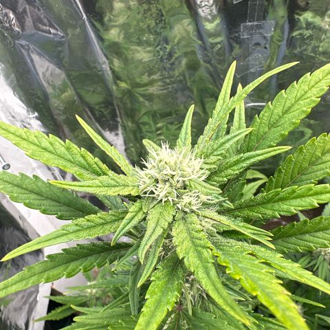 Mix Pack Auto RF3 growlog timeline photo
