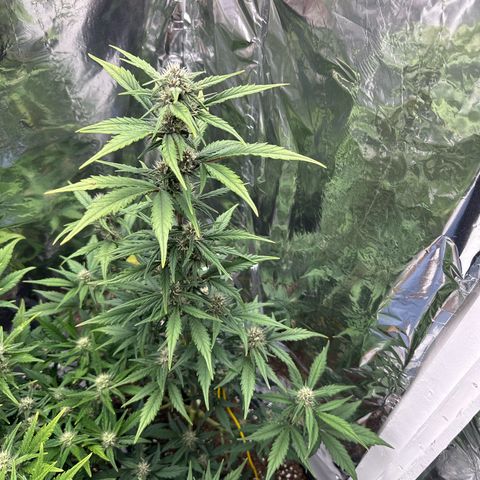 Mix Pack Auto RF3 growlog timeline photo