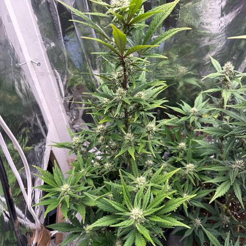 Mix Pack Auto RF3 growlog timeline photo