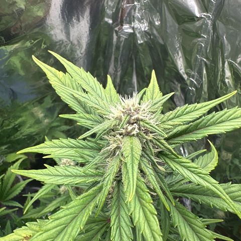 Mix Pack Auto RF3 growlog timeline photo
