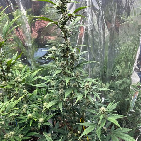 Mix Pack Auto RF3 growlog timeline photo
