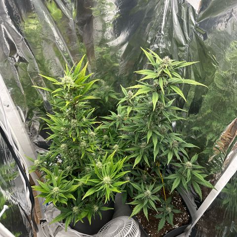 Mix Pack Auto RF3 growlog timeline photo