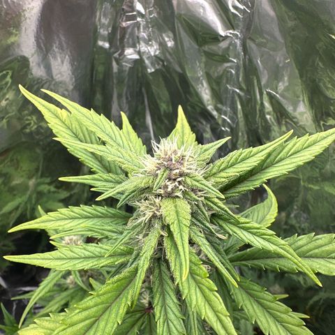 Mix Pack Auto RF3 growlog timeline photo