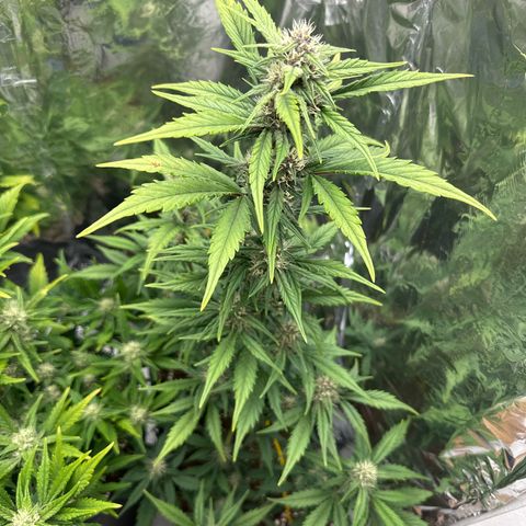 Mix Pack Auto RF3 growlog timeline photo