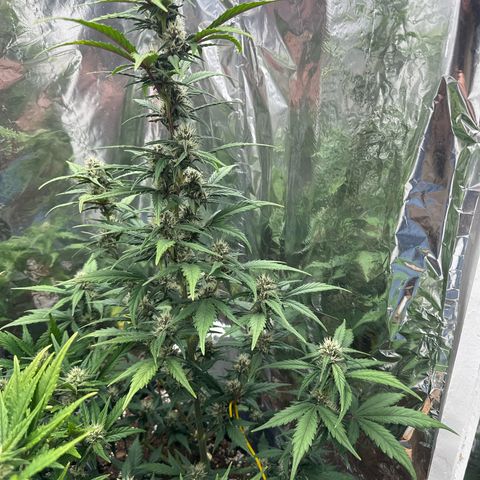 Mix Pack Auto RF3 growlog timeline photo