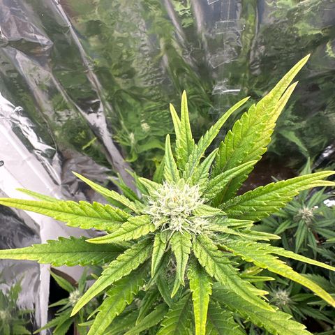 Mix Pack Auto RF3 growlog timeline photo
