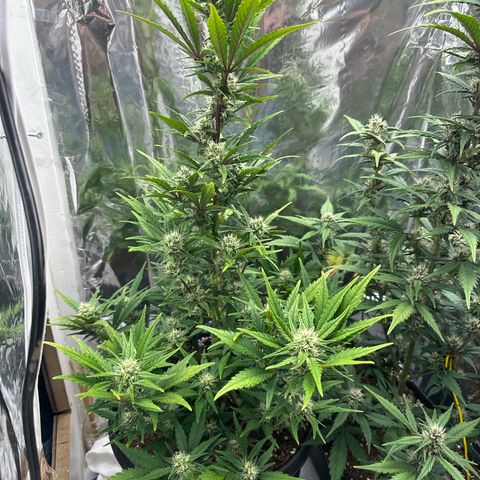 Mix Pack Auto RF3 growlog timeline photo