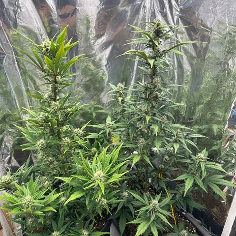 Mix Pack Auto RF3 growlog timeline photo