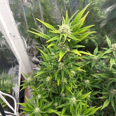 Mix Pack Auto RF3 growlog timeline photo