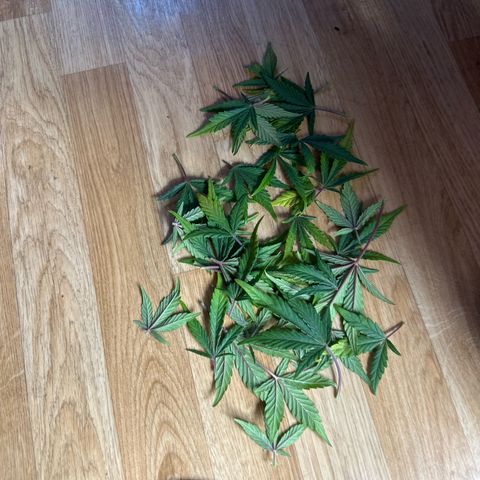 Mix Pack Auto RF3 growlog timeline photo