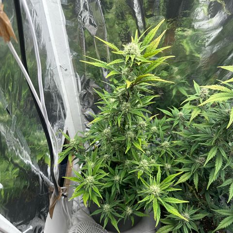 Mix Pack Auto RF3 growlog timeline photo