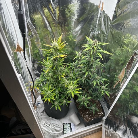 Mix Pack Auto RF3 growlog timeline photo