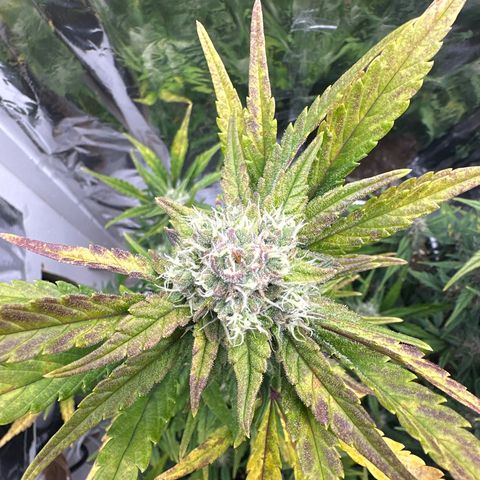 Mix Pack Auto RF3 growlog timeline photo