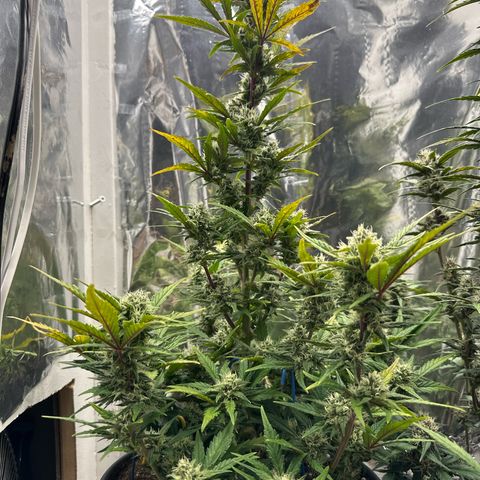 Mix Pack Auto RF3 growlog timeline photo