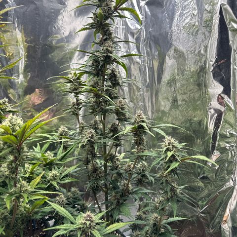 Mix Pack Auto RF3 growlog timeline photo