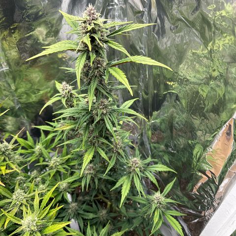 Mix Pack Auto RF3 growlog timeline photo
