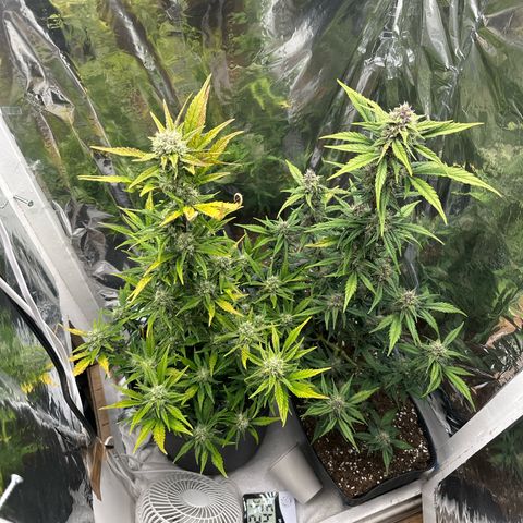 Mix Pack Auto RF3 growlog timeline photo