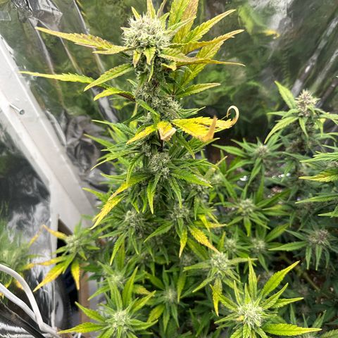 Mix Pack Auto RF3 growlog timeline photo
