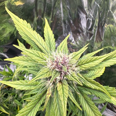 Mix Pack Auto RF3 growlog timeline photo