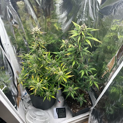 Mix Pack Auto RF3 growlog timeline photo
