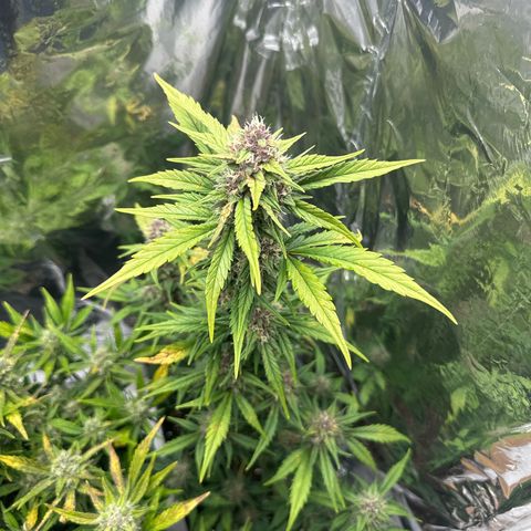 Mix Pack Auto RF3 growlog timeline photo