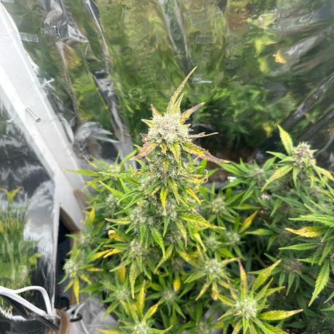 Mix Pack Auto RF3 growlog timeline photo