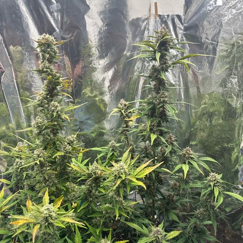 Mix Pack Auto RF3 growlog timeline photo