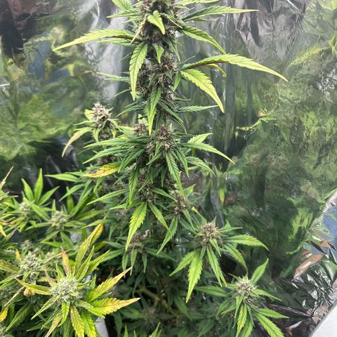 Mix Pack Auto RF3 growlog timeline photo