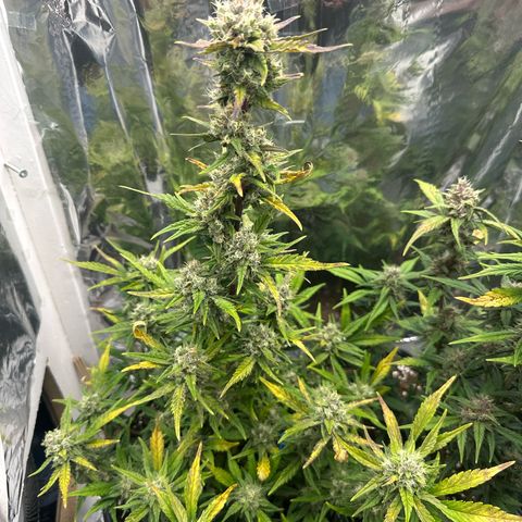 Mix Pack Auto RF3 growlog timeline photo