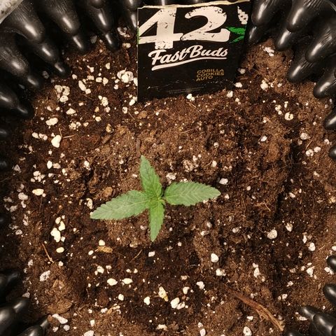 Gorilla Cookies Auto growlog timeline photo
