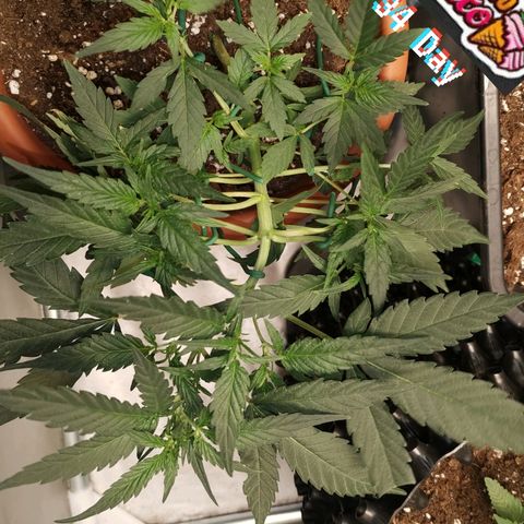 Autogelato fast growlog timeline photo