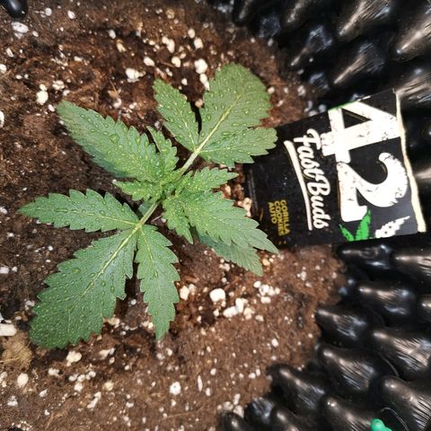 Gorilla Cookies Auto growlog timeline photo