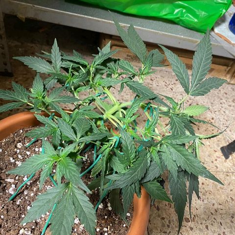 Autogelato fast growlog photo: Sto aggiustando tutti gli internodi dove voglio io 