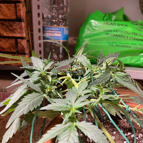 Autogelato fast growlog photo: Sto aggiustando tutti gli internodi dove voglio io 
