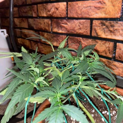Autogelato fast growlog photo: Sto aggiustando tutti gli internodi dove voglio io 