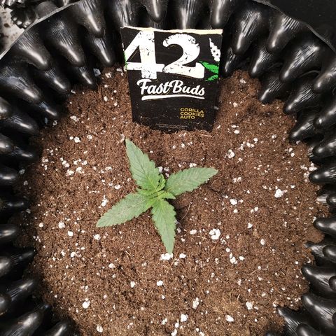 Gorilla Cookies Auto growlog timeline photo