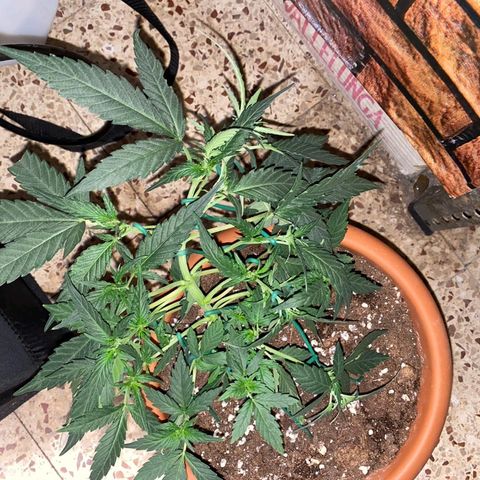Autogelato fast growlog photo: Sto aggiustando tutti gli internodi dove voglio io 